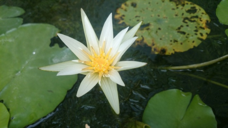 A Lotus for You